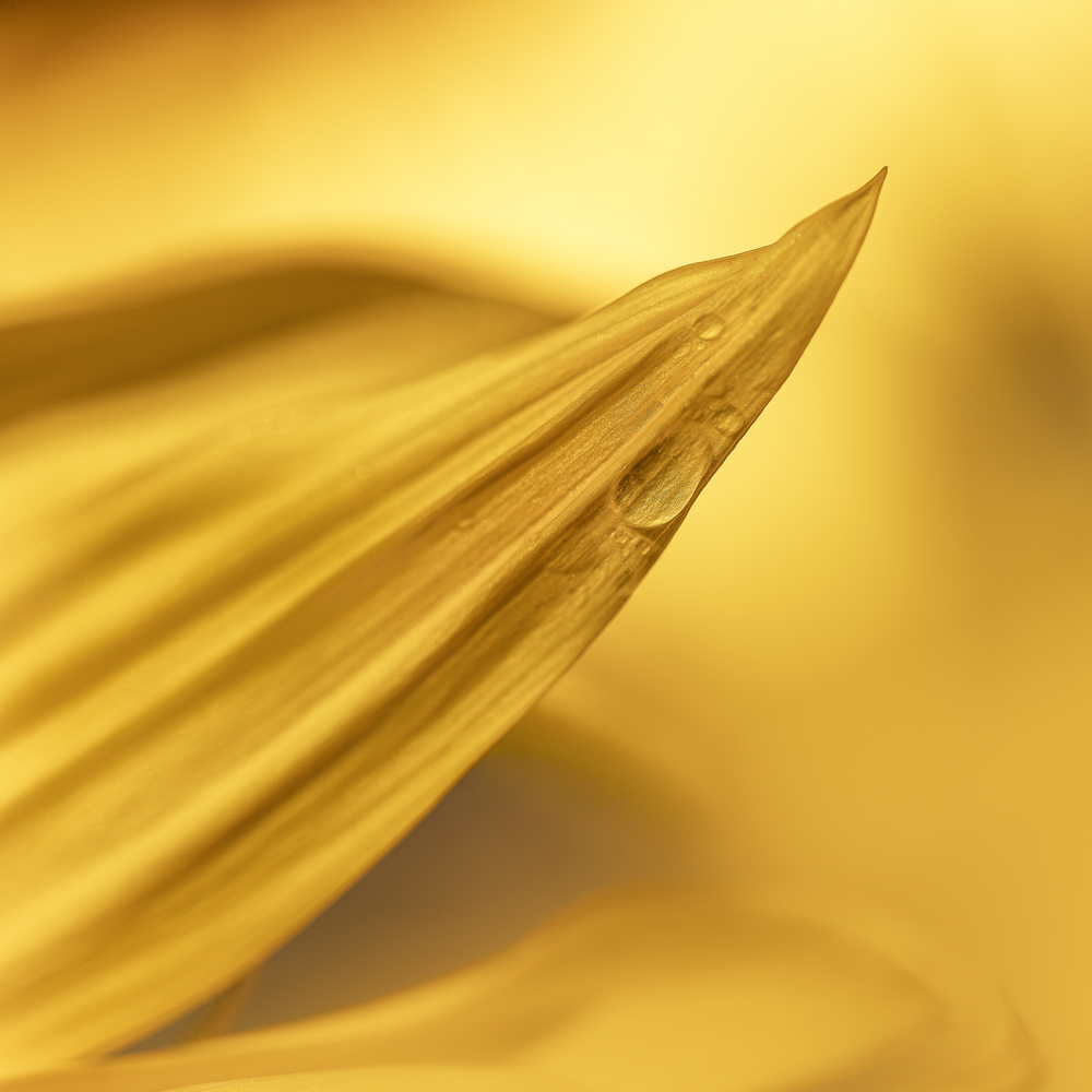 Platz 4 Anton Kienle